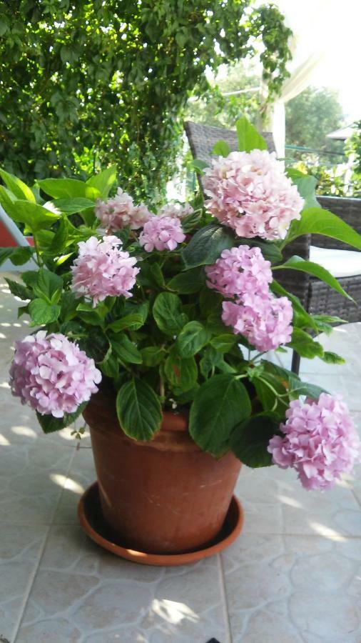 Country House Rusula Vrsine Zewnętrze zdjęcie
